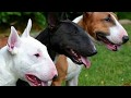 The great English Bull terrier