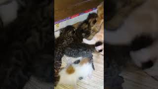 الحبل السري عند القطط
