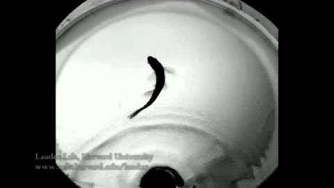 zebrafish cstart winfo cin