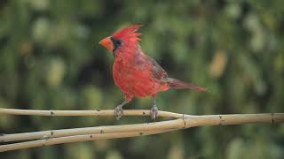 11 Birds of North America with Bird Sounds