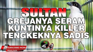 CENDET GACOR FULL ISIAN ASLI SULTAN LAGU MEWAH TEMBAKAN TAJAM PANJANG JERNIH - MASTERAN CENDET