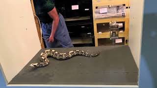 Gaboon Viper Venom Extractions