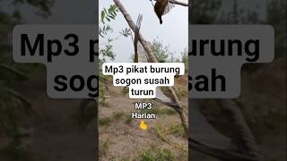 Download Lagu pikat burung sogon #pikatburcil #pikatsogon #pikatburung MP3