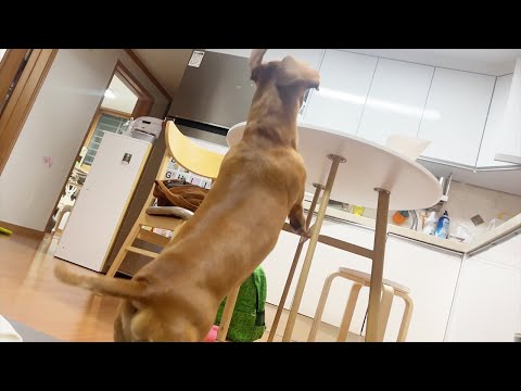 Video: Dachshund породасынын деталдуу мүнөздөмөсү