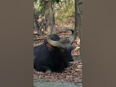 BANDHAVGARH NATIONAL PARK🏞️🏞️ - YouTube