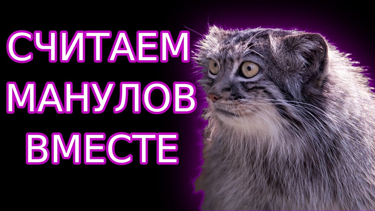 10 часов СЧИТАЮ МАНУЛОВ