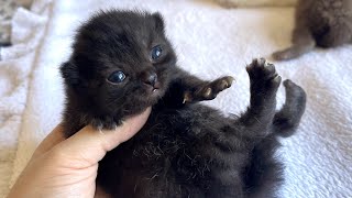 The black kitten bites! Happy Mom Cat by Ira Bon Cat 523 views 5 days ago 4 minutes, 34 seconds