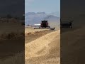 Wheat Harvest #harvesttime