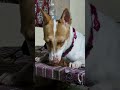 Evariki Ivvanu ЁЯШмЁЯТп Teddy Indiepuppy Doggielife Pets Funnypets Explorepage Viralvideos Cutieee Evariki Ivvanu ЁЯШмЁЯТп Teddy Indiepuppy Doggielife Pets Funnypets Explorepage Viralvideos Cutieee