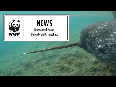 Video: Kannst du mit Narwalen schwimmen?