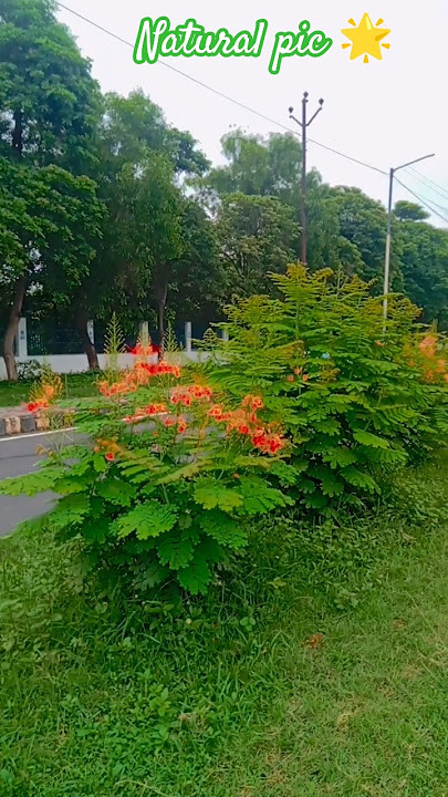 Natural pic, viral video #natural lovers #natural photography #funny reels #Nature 4K #shorts feed.