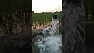 lord Shiva ringtone nature screenshot 2