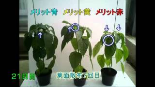 葉面散布肥料 メリット 青 黄 赤 の効果 作物 ピーマン Youtube 葉面散布肥料 メリット 青 黄 赤 の効果 作物 ピーマン Youtube