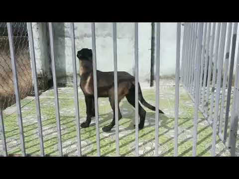 Video Malinois Cái Duron Vip LH 0964 733 539 Zalo - youtube