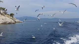 من نونية ابن القيم (هي جنة طابت وطاب نعيمها)  Cennet-i Âlâ: Vaat ve Nimet İlahisi