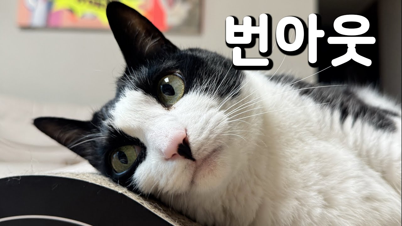첨지가 요즘 영상에 많이 안나오는 이유...😿