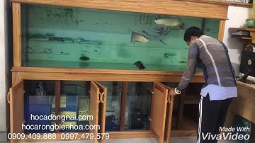 Hồ cá rồng 2m45 lắp đặt tại nhà anh Hải Tphcm
