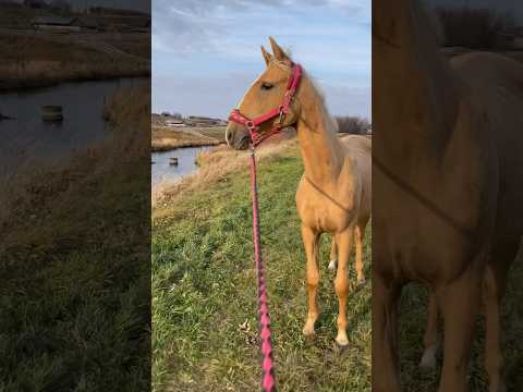 Деревенские истории😄 #конюшня