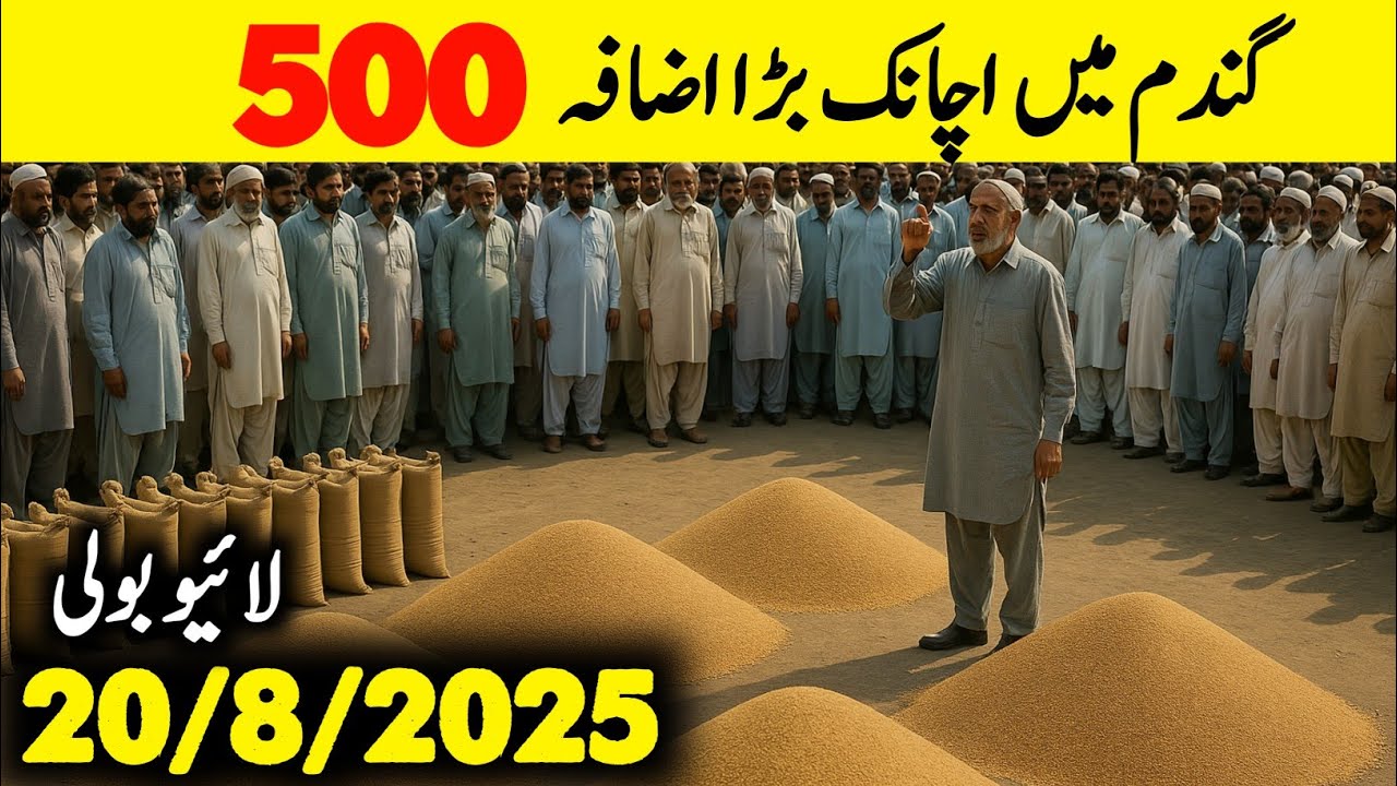 Wheat Support Final Price In Punjab 20/8/ 2025 | Gundam Rate Today l ...
