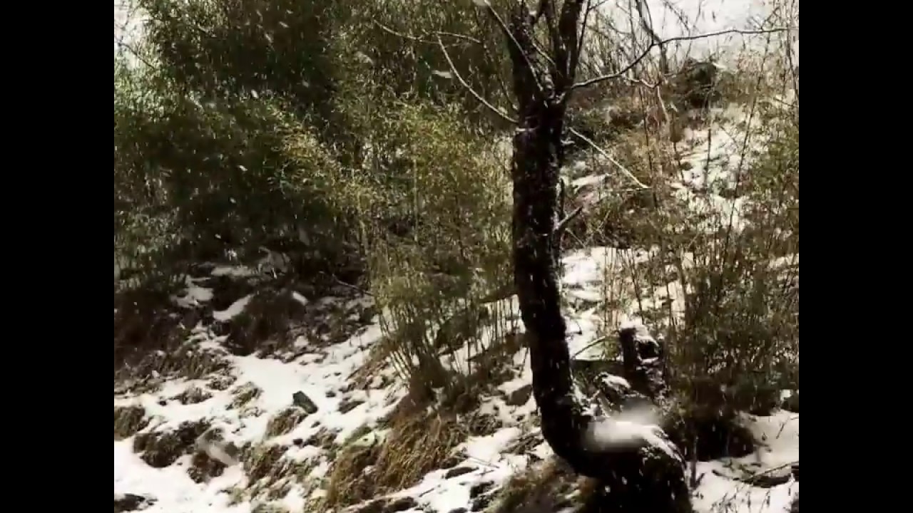 Snow Fall in Ghorepani Trek