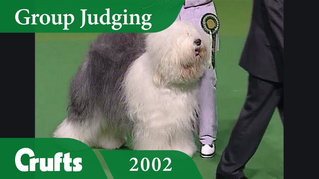 crufts old english sheepdog