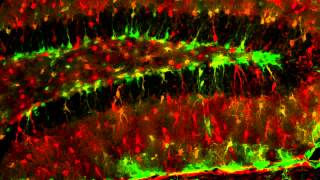 Fluorescent proteins   sources & applications