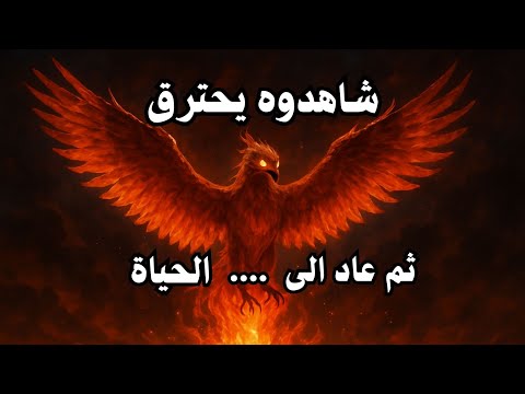 العنقاء الطائر الذي لا يموت