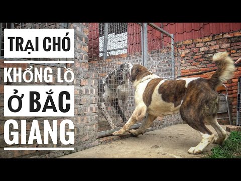 Video: Làm thế nào để ngăn chặn một con chó từ bùn theo dõi trong nhà