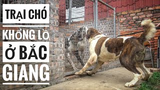T1: Trại Chó 'Khổng Lồ' tại Bắc Giang/ Alabai  Great Dane/ NhamTuatTV  Dog in Vietnam