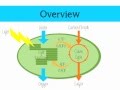 The Light Independent Reaction of Photosynthesis