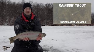 Rainbow Trout Ice Fishing Tips in Shallow Water!