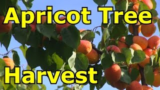 Amazing Apricot Fruit Tree Harvest!