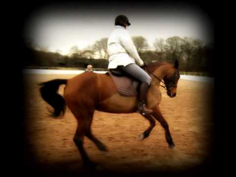 วีดีโอ: French Trotter Horse Breed Hypoallergenic สุขภาพและอายุขัย