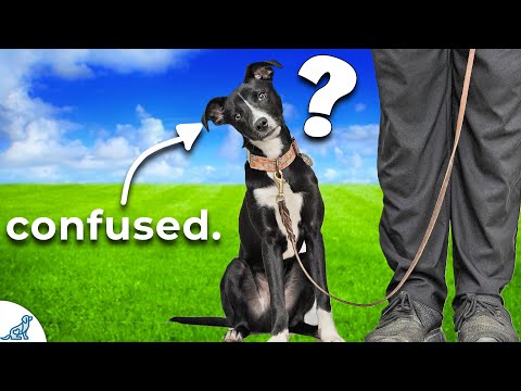STOP Confusing Your Puppy With Bad Information!