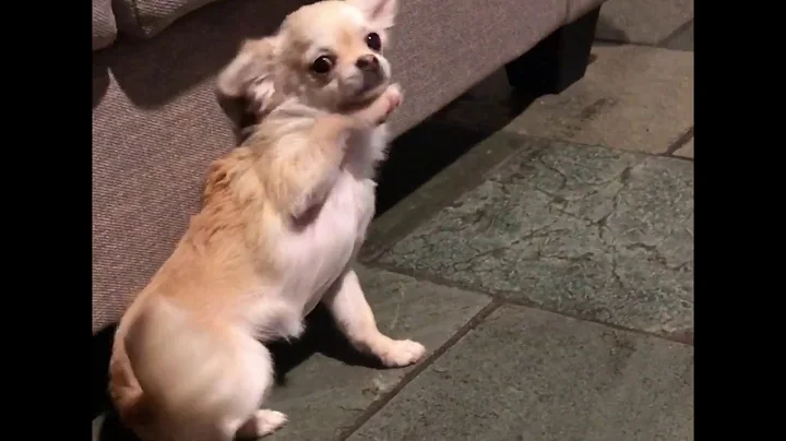 Partial or Focal Seizure in a Chihuahua