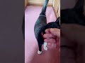 ツンデレ？おうち猫になったラムちゃんの巻 #保護猫 #ツンデレ猫
