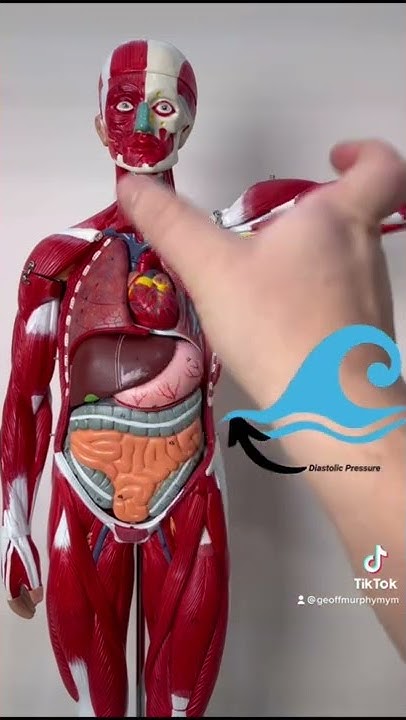 Differentiate between systolic and diastolic blood pressure