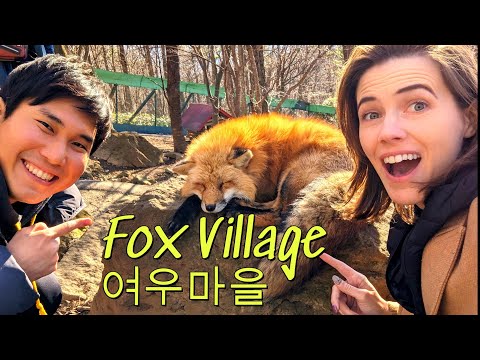 How to Visit Fox Village in Japan, You can hold a Fox