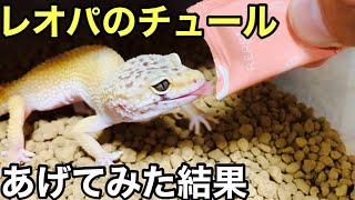 レオパのチュールをあげてみました【爬虫類】レプタイルピューレ