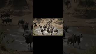 Witness one of nature’s most breathtaking spectacles — the Great Migration #shorts #animals #foryou