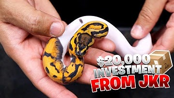 Unboxing Some Really Expensive Snakes!