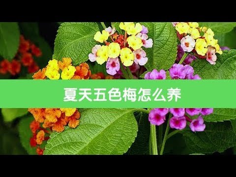 五色梅一到夏天呼呼长 放阳台不用遮阴 没有乱枝开花还多 Youtube