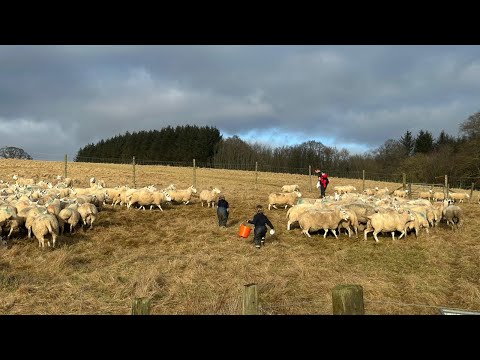 Day in the life of a farming mum dosing sheep