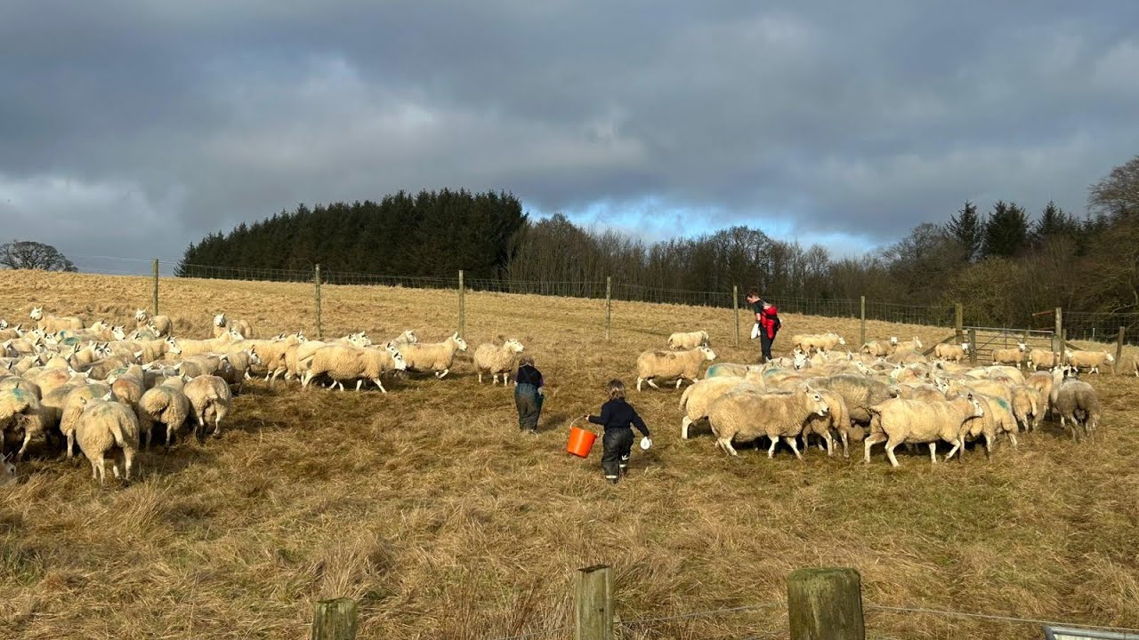 Day in the life of a farming mum dosing sheep