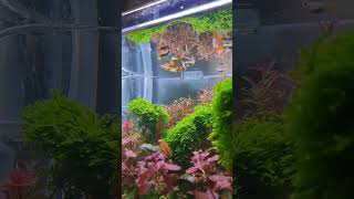 yeni lepistesler eklendi. 🥰