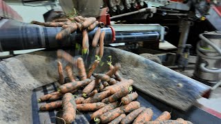 Download Lagu Boer Bram is het grootste deel van zijn wortelen kwijt: \ MP3