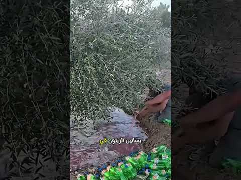 قد تظن ان هؤلاء الناس مجانين