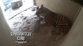 Sumatran tiger cubs born at Chester Zoo!