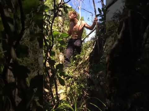 The male orangutan.