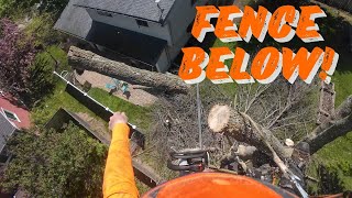 Solo ash tree removal!